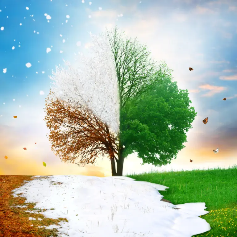 Tree split between a bare winter side and a green summer side